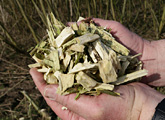 Holding wood chip