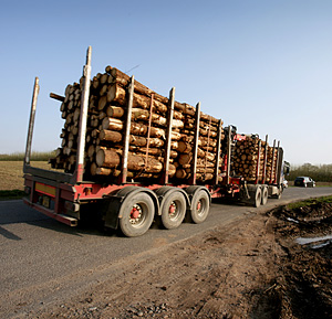 Articulated vehicle transporting wood