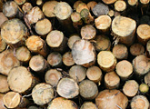 Close up of pile of logs