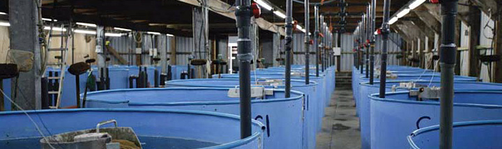 Lakeland Smolts hatchery tanks