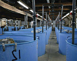 Factory containing large water tanks
