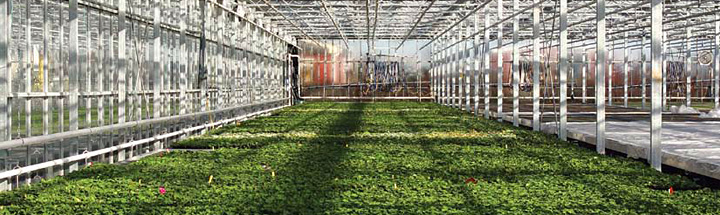Pentland Plants commercial greenhouse