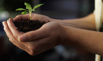 Hands holding young plant