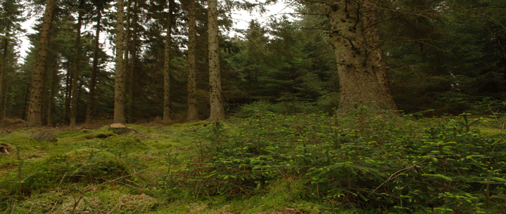 Forest bed