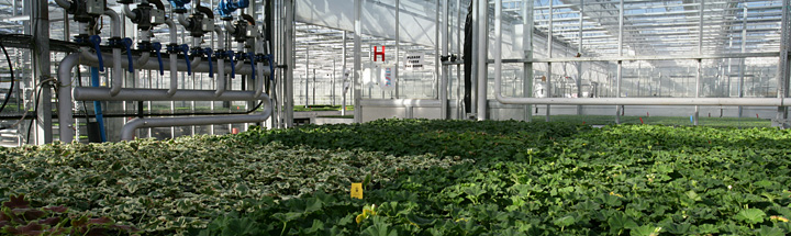 Large commercial greenhouse 