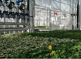 Large commercial greenhouse 