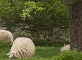 Sheep grazing next to woodland