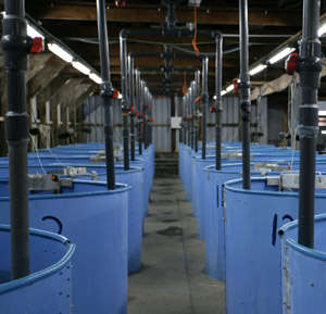 Large building housing water tanks