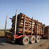 Articulated vehicle transporting wood