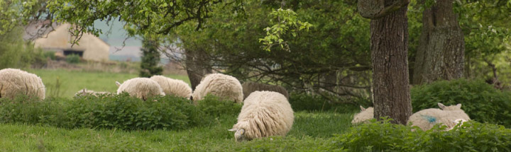 Sheep grazing next to woodland