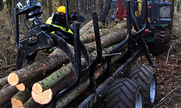 Felled trees in farm woodland