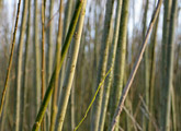 Willow crop