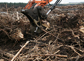 Harvesting wood for fuel