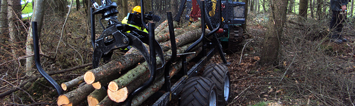 Felled trees in farm woodland