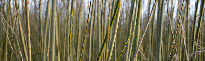 Willow crop