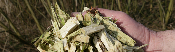 Holding wood chip